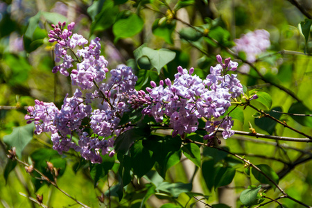 春天紫丁香花与绿枝