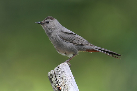 灰色猫声鸟 dumetella carolinensis