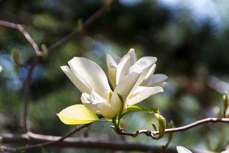   magnolia  