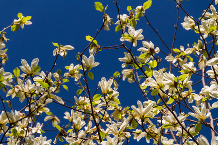   magnolia  