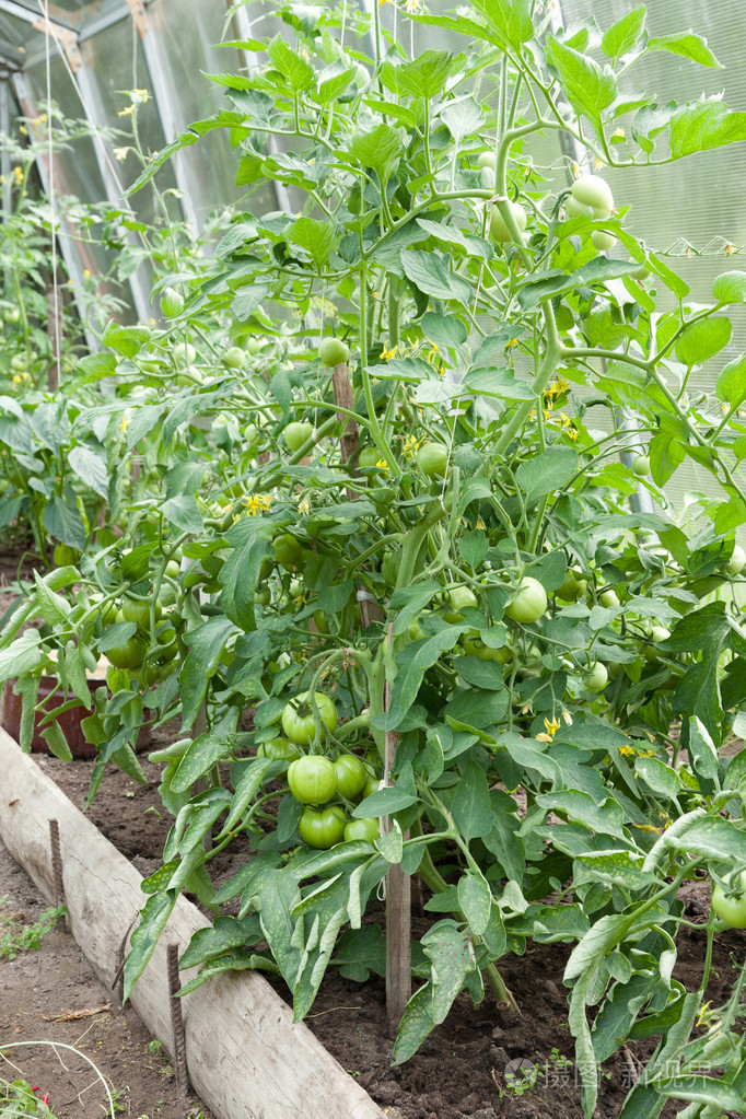 番茄植株生长在首页素食情节