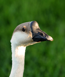 鹅头鹅头的特写一只褐色的鹅头在白色背景上被隔离
