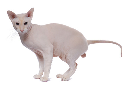 东方 shorthairl peterbald 猫