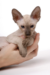 棕色 peterbald 猫，东方短毛手上