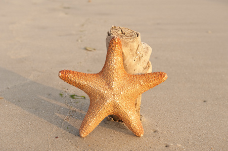 珊瑚礁海岸海星