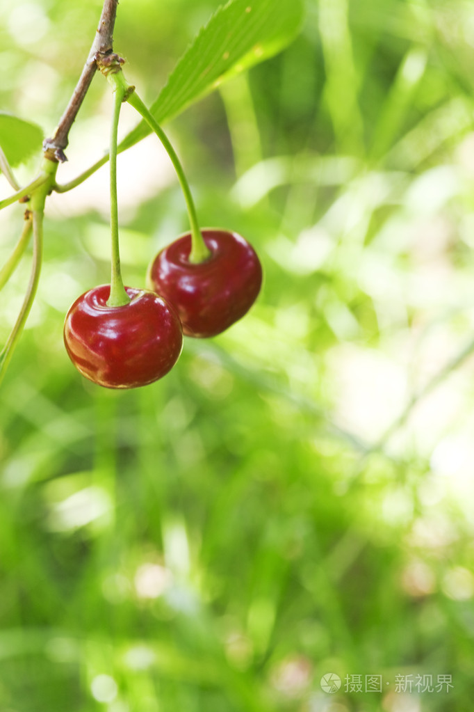 绿色植被的背景上的两个樱桃