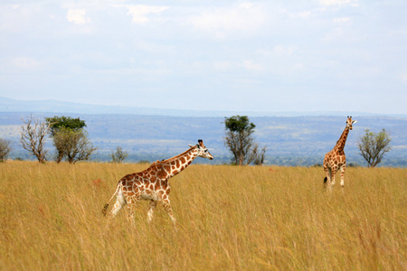 长颈鹿，乌干达，非洲