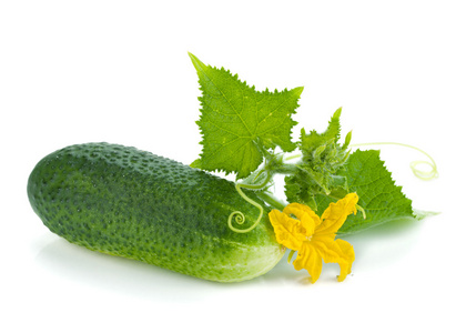 彩片型瓜果瓜瓜果收藏葫芦瓜果手画准备蔬菜的女孩木瓜果实在树上白