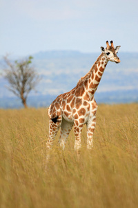 长颈鹿，乌干达，非洲
