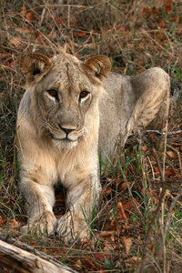 狮子非洲