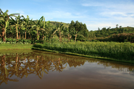 在乌干达，非洲鱼农场池塘