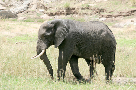 大象。非洲坦桑尼亚