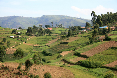 在乌干达，非洲的稻田
