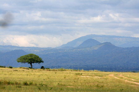 萨瓦纳默奇森瀑布 np 乌干达 非洲