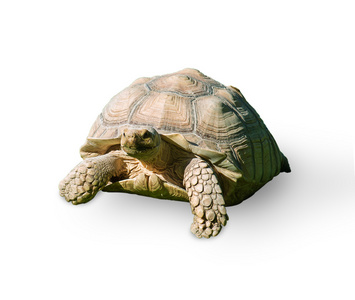 一只乌龟的肖像