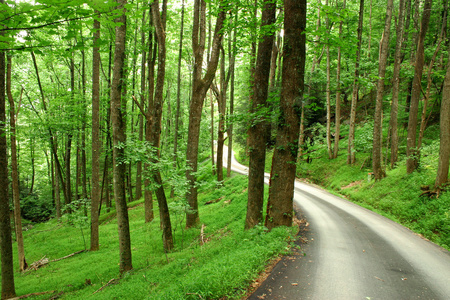 通过绿色山地森林乡村道路