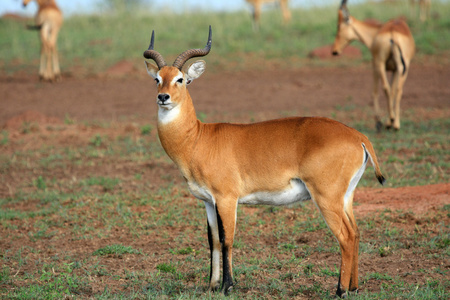 黑斑羚羚羊，乌干达，非洲