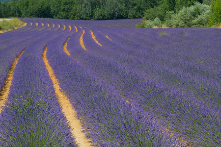 颜色 lavenderfield