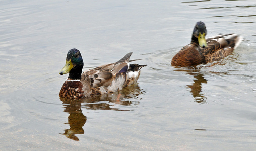 常见的 eider 是一种黑白相间的海鸭大鸭是鸭科家