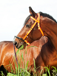 令人惊叹的品种种马在西班牙传统 halte 的肖像