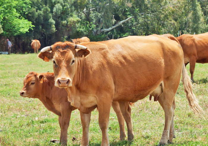 与她卡尔弗的红牛。安达鲁西亚西班牙