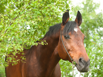 精彩 trakehner 种马在春天白桦林的画像