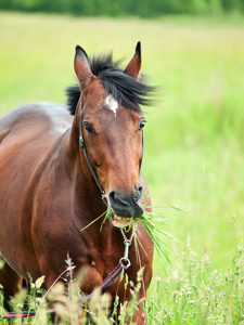 小跑美丽 trakehner 种马在草地上