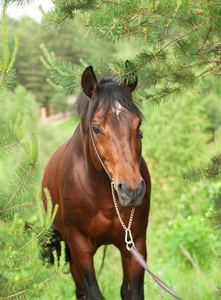 在松树林美丽 trakehner 种马