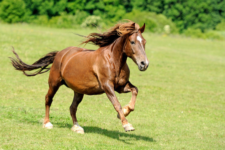飞奔的马图片-飞奔的马素材-飞奔的马插画-摄图新视界