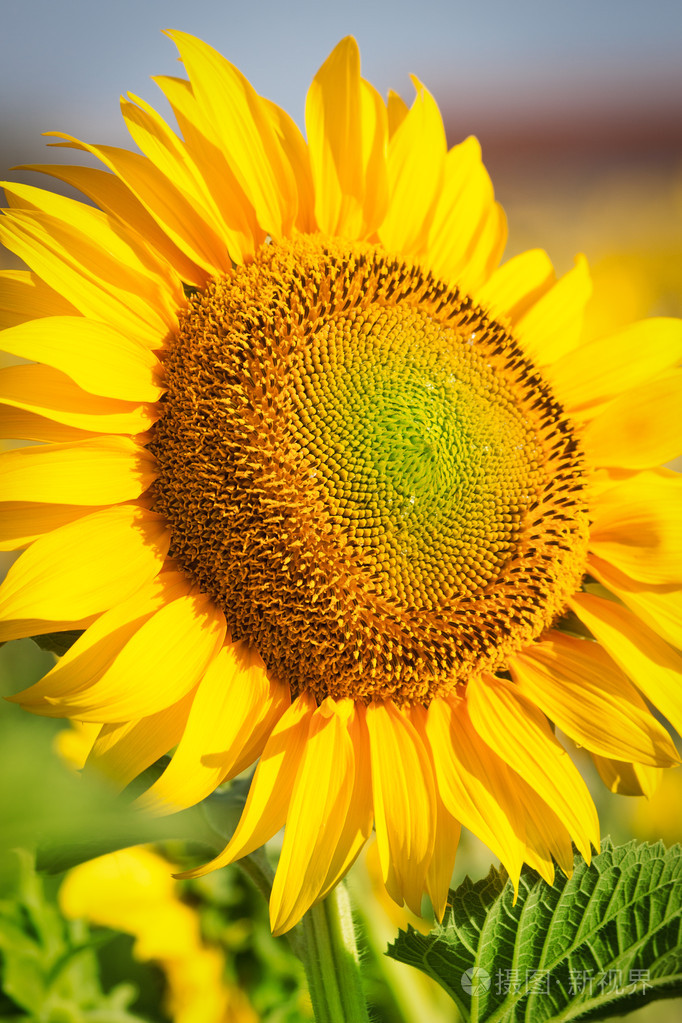 美丽向日葵特写照片-正版商用图片19tzuz-摄图新视界