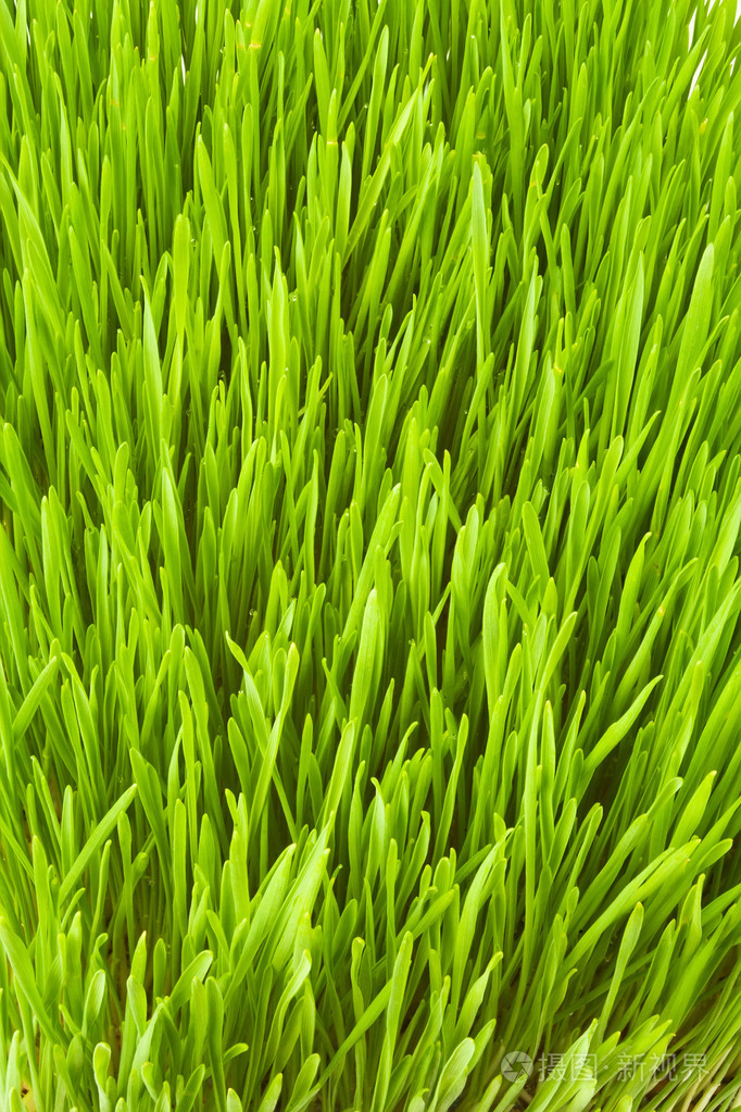 茂盛的草丛