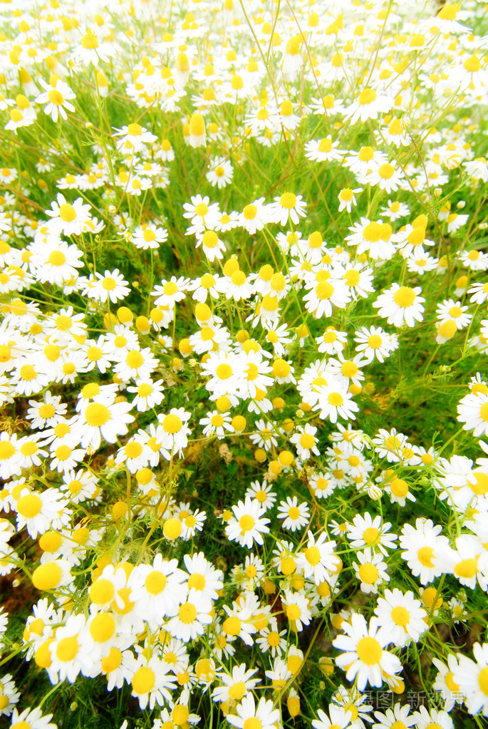 甘菊花
