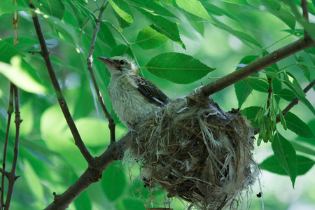 songthrush 小鸡