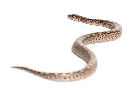 蟒蛇，epicrates maurus，白色背景