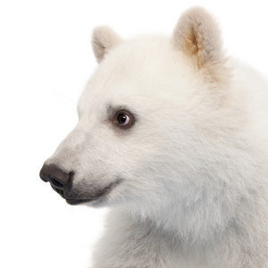 北极熊幼仔，熊类绕杆菌，6 个月大，白色背景