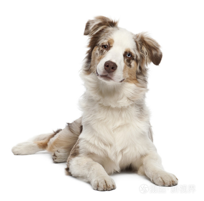 澳大利亚牧羊犬幼犬 6 个月大 白色背景的肖像照片 正版商用图片19u8qn 摄图新视界 澳大利亚牧羊犬幼犬 6 个月大 白色背景的肖像照片 正版商用图片19u8qn 摄图新视界
