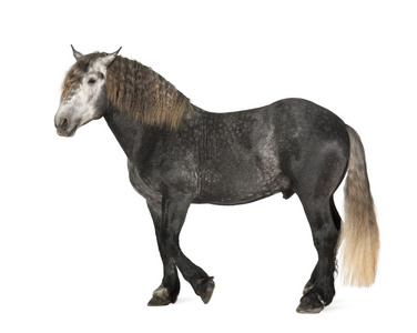 percheron，5 岁，一个品种的草案马，站在白色背景