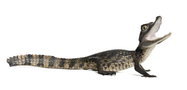 眼镜凯门鳄, 凯门鳄进行了,也称为白凯门鳄或共同凯门鳄,2 个月大