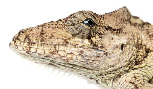 Oriente  anole  porcus , chamaeleolis porcus