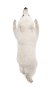 北极熊幼仔，熊类绕杆菌，6 个月大，站在白色背景的后腿