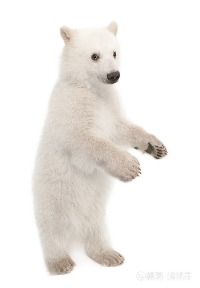 北极熊幼仔熊类绕杆菌6个月大白色背景的肖像