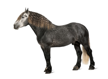 percheron，5 岁，一个品种的草案马，站在白色背景