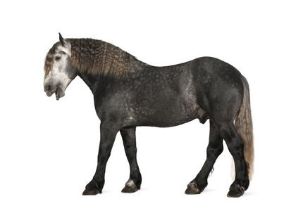 percheron，5 岁，一个品种的草案马，站在白色背景