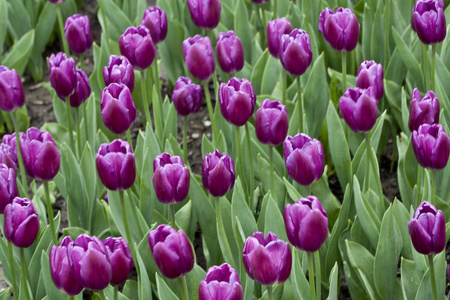 紫色郁金香花园