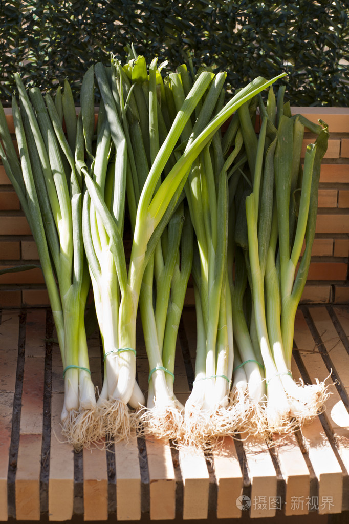 绿葱是沐浴在阳光下