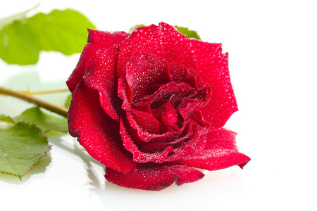 滴上白色隔离与美丽的红玫瑰