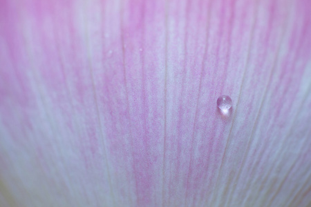 莲花花瓣背景