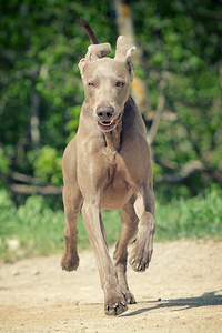 犬只狗