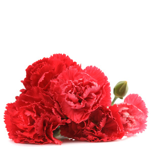 红色康乃馨鲜花
