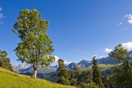 白桦树绿山的山坡上照片